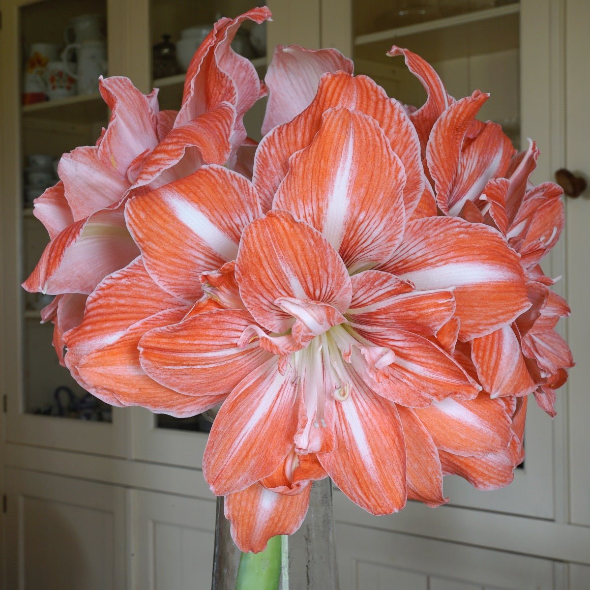 Amaryllis Sunshine Nymph - meerkleurige amaryllis - Fluwel