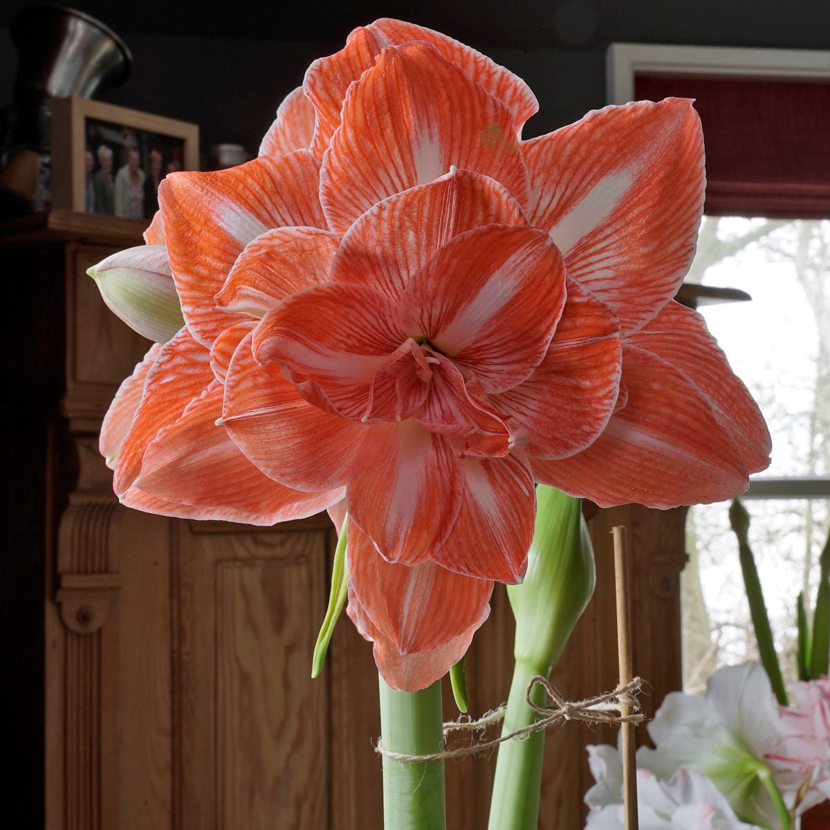 Amaryllis Sunshine Nymph - meerkleurige amaryllis - Fluwel