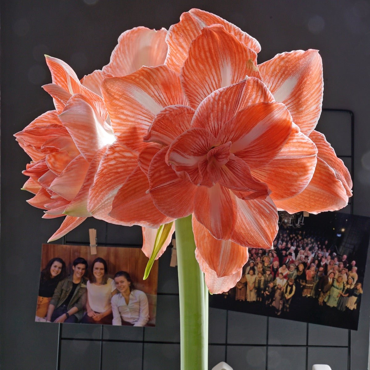 Amaryllis Sunshine Nymph - meerkleurige amaryllis - Fluwel