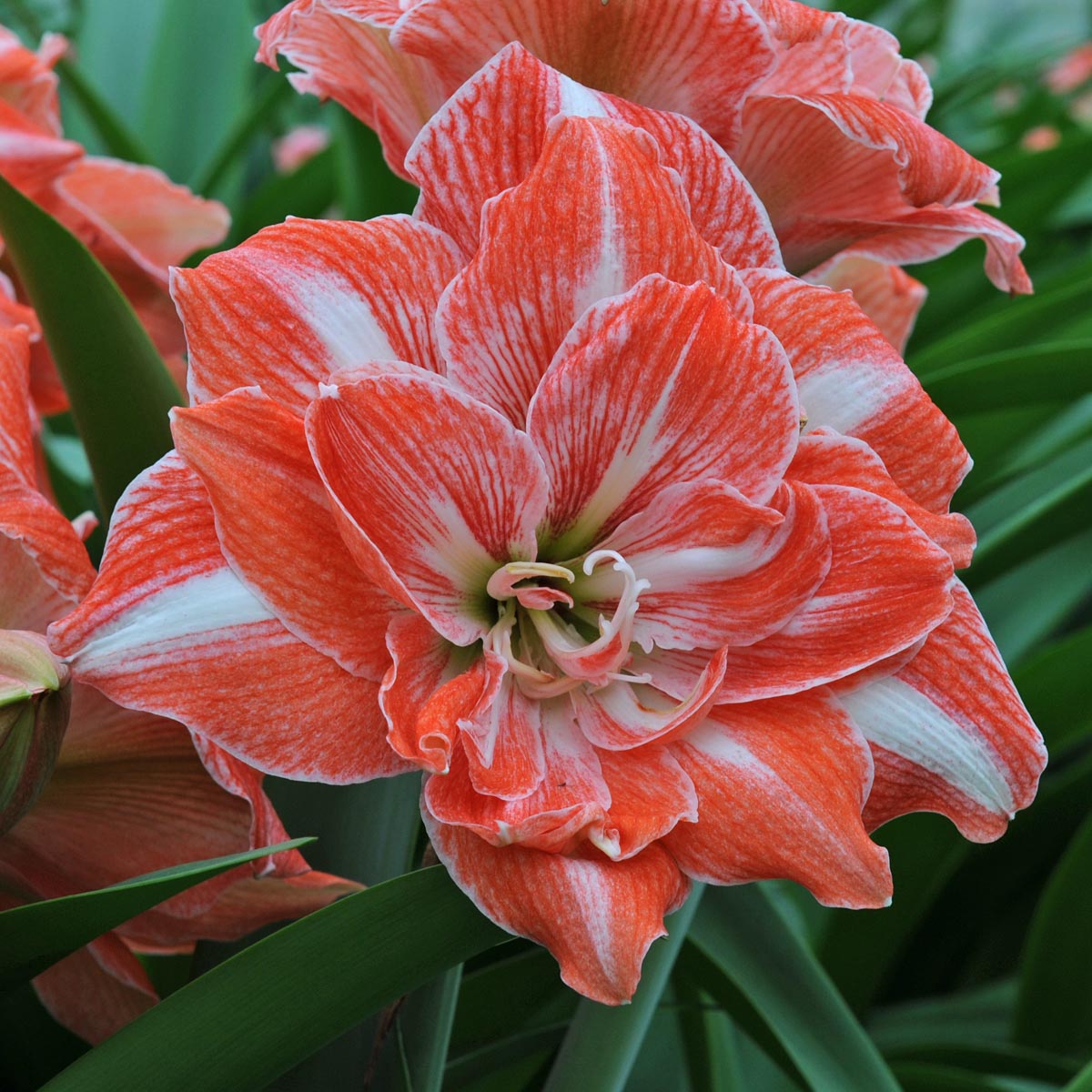 Amaryllis Sunshine Nymph - meerkleurige amaryllis - Fluwel