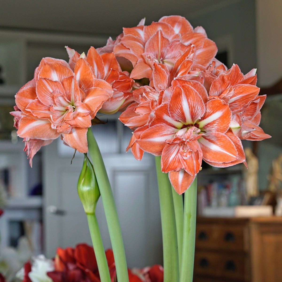 Amaryllis Sunshine Nymph - meerkleurige amaryllis - Fluwel