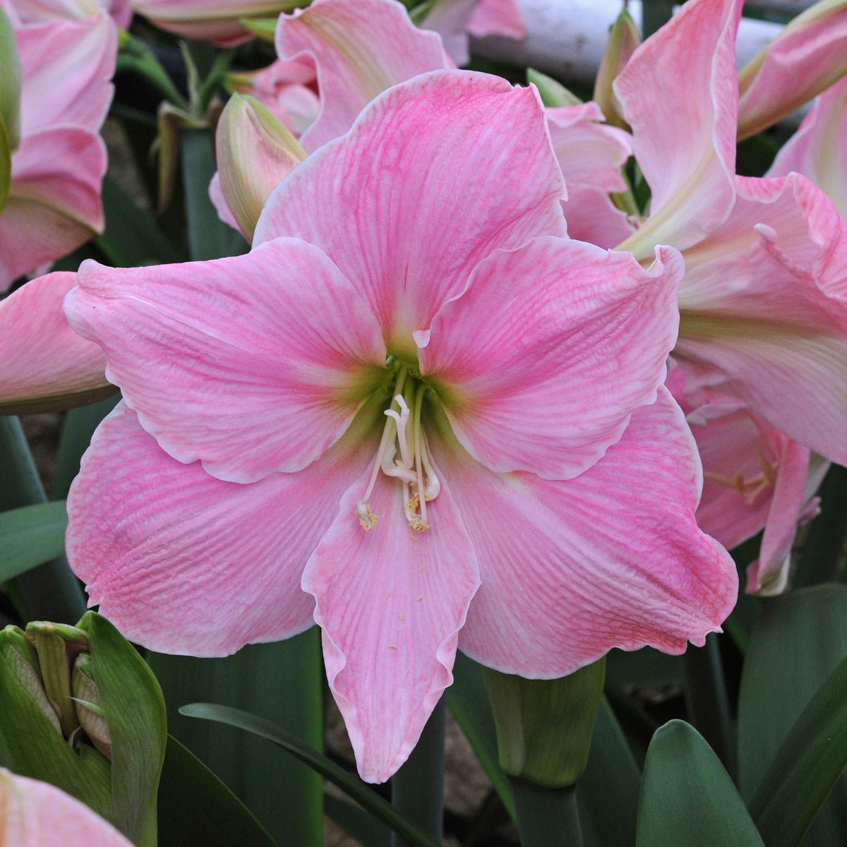 Amaryllis Sweet Star - roze amaryllis - Fluwel