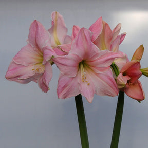 Amaryllis Sweet Star - Amaryllis - Fluwel
