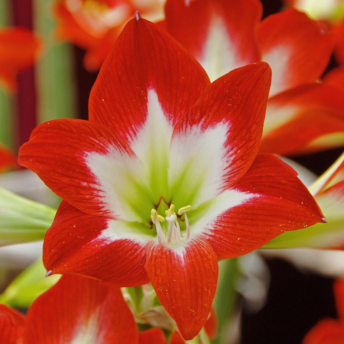 Amaryllis Tres Chic - meerkleurige amaryllis - Fluwel