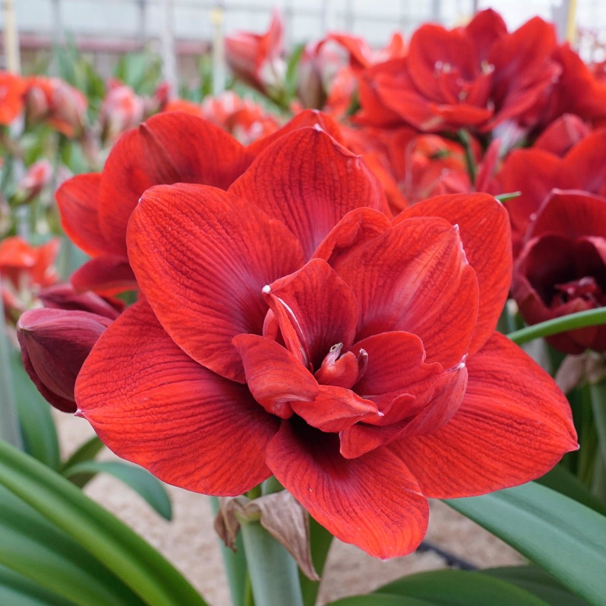 Amaryllis Velvet Nymph - Amaryllis - Fluwel