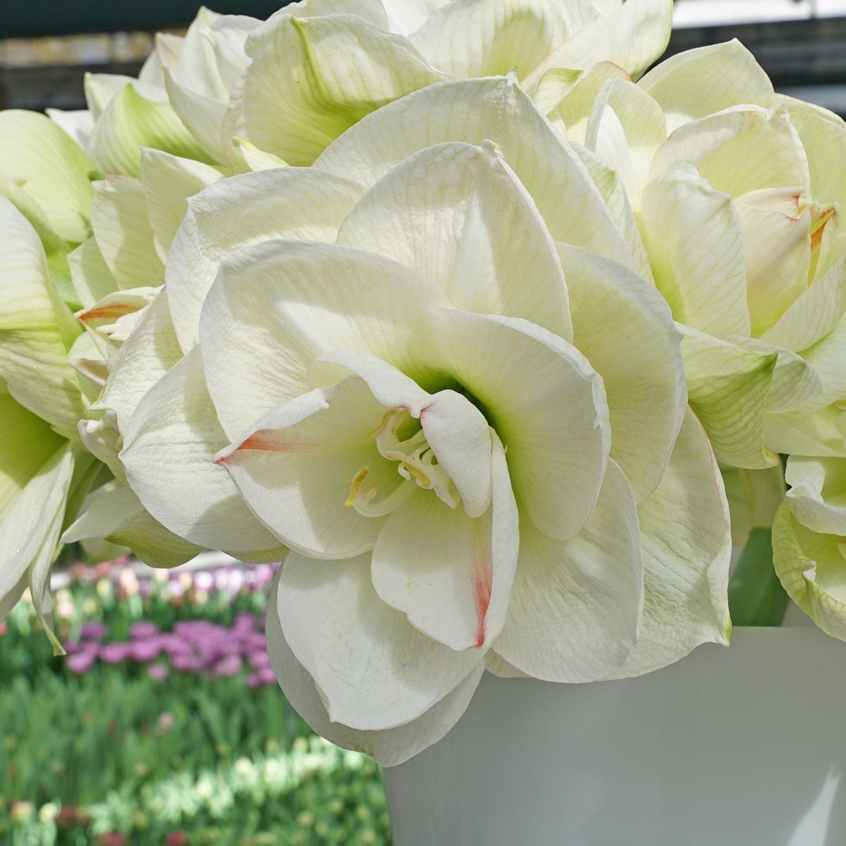 Amaryllis White Amadeus - witte amaryllis - Fluwel