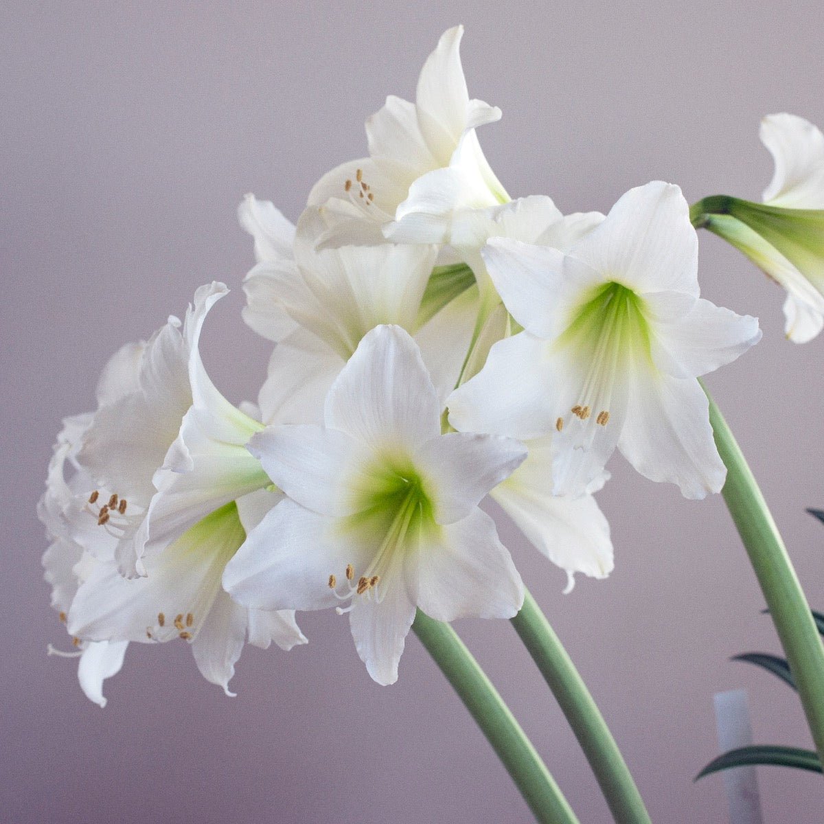 Amaryllis White Garden - witte amaryllis - Fluwel
