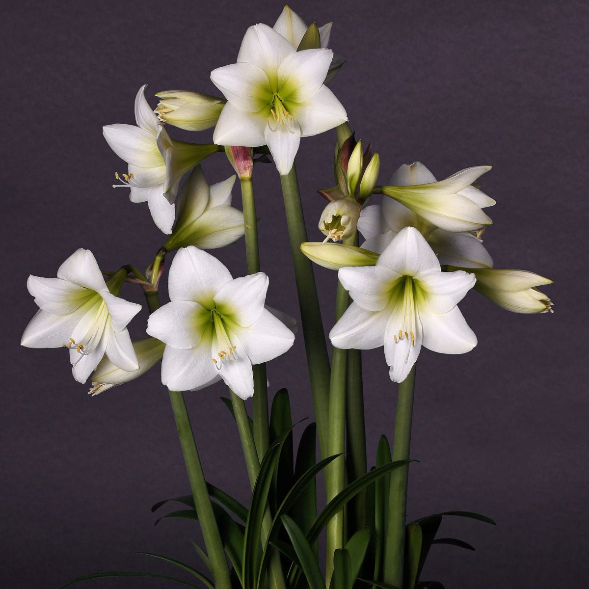 Amaryllis White Garden - witte amaryllis - Fluwel