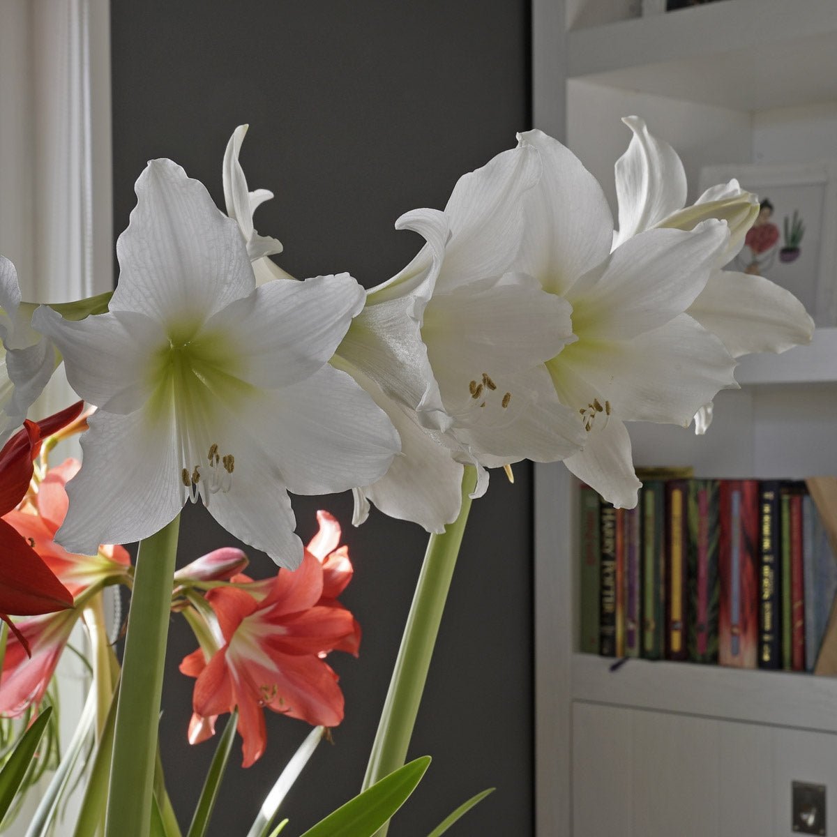 Amaryllis White Garden - witte amaryllis - Fluwel