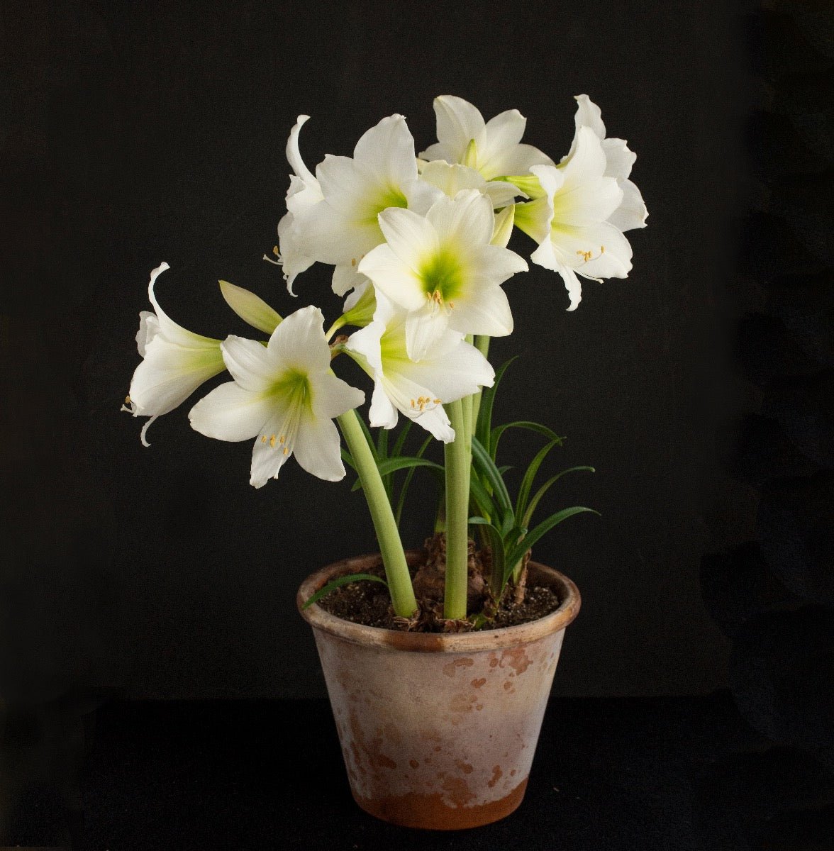 Amaryllis White Garden - witte amaryllis - Fluwel