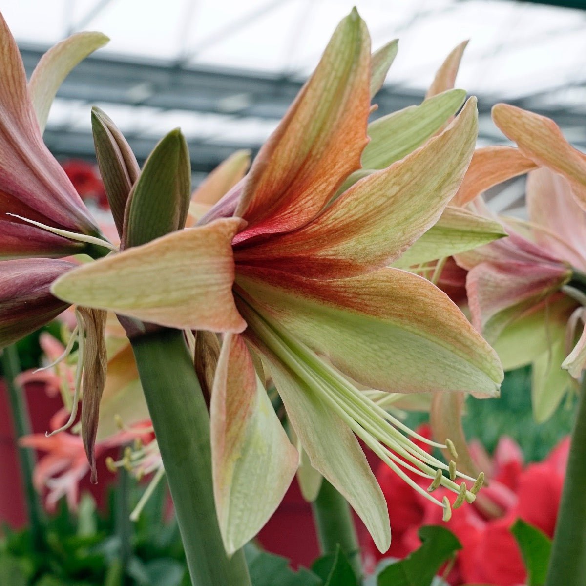 Amaryllis Wild Amazone - meerkleurige amaryllis - Fluwel