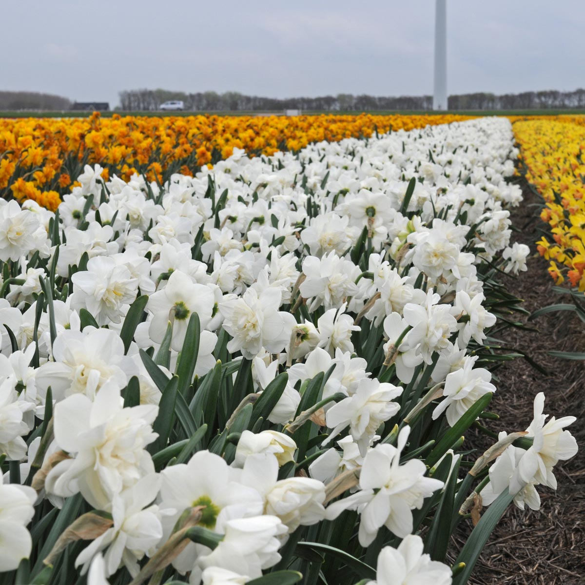 Androcles - witte Double narcis - Fluwel