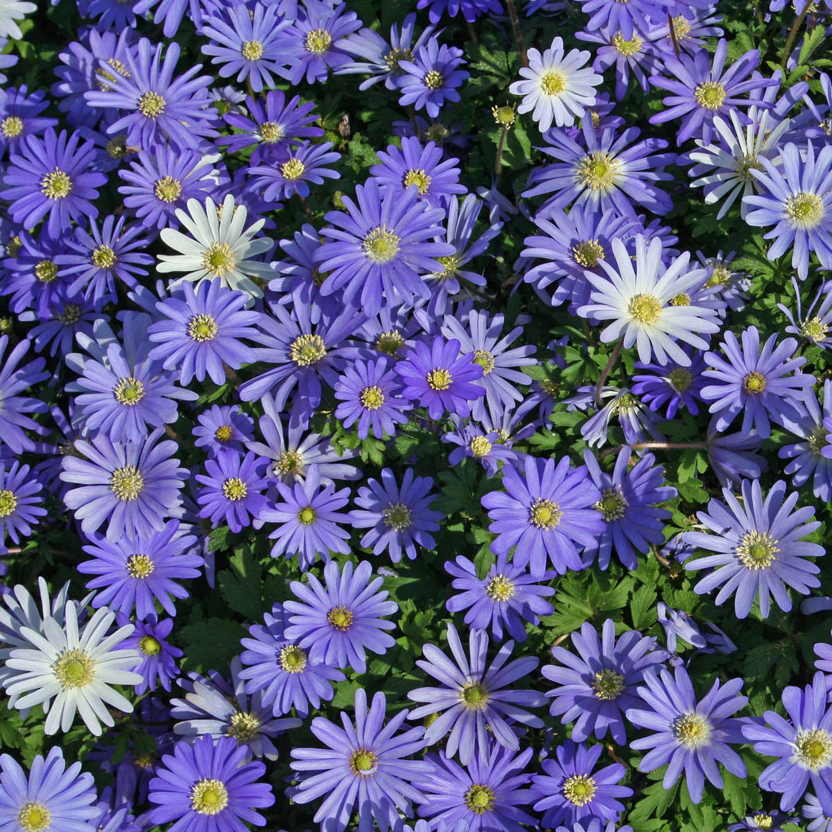 Anemone blanda Blue Shades - Spring specialty bulbs - Fluwel