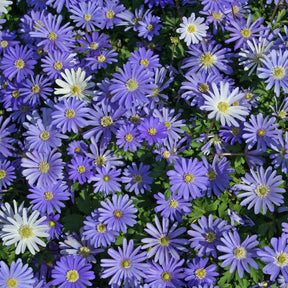 Anemone blanda Blue Shades - Spring specialty bulbs - Fluwel