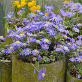 Anemone blanda Blue Shades - Spring specialty bulbs - Fluwel