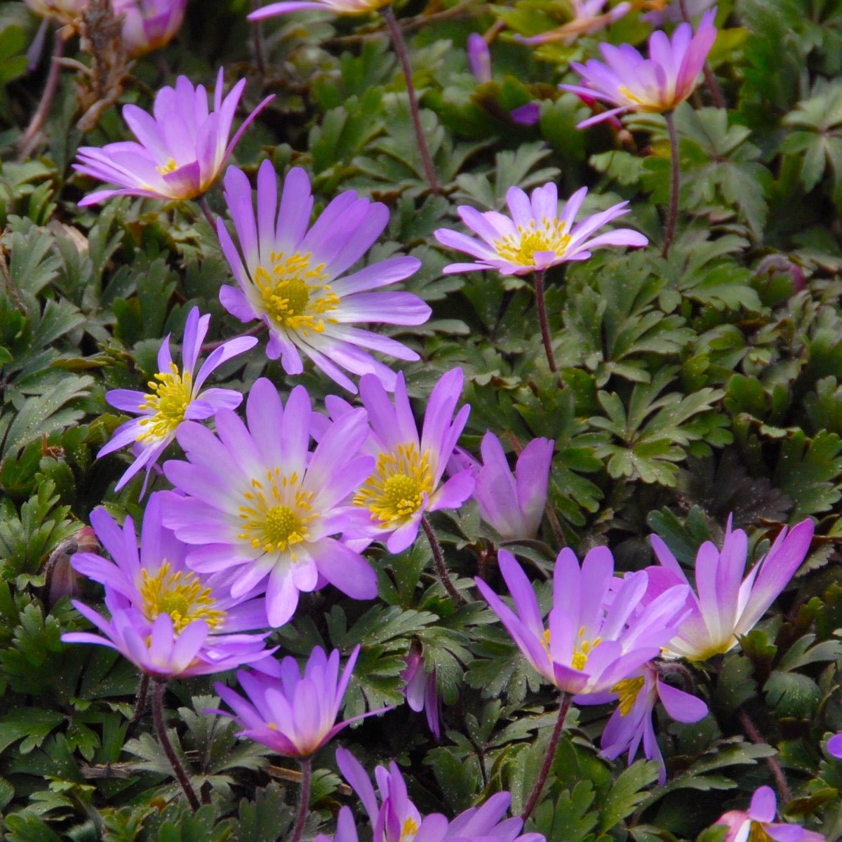 Anemone blanda Pink Star - Spring specialty bulbs - Fluwel
