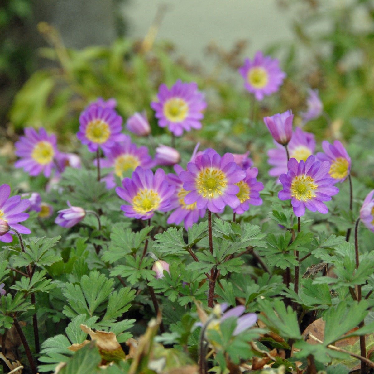 Anemone blanda Pink Star - Spring specialty bulbs - Fluwel