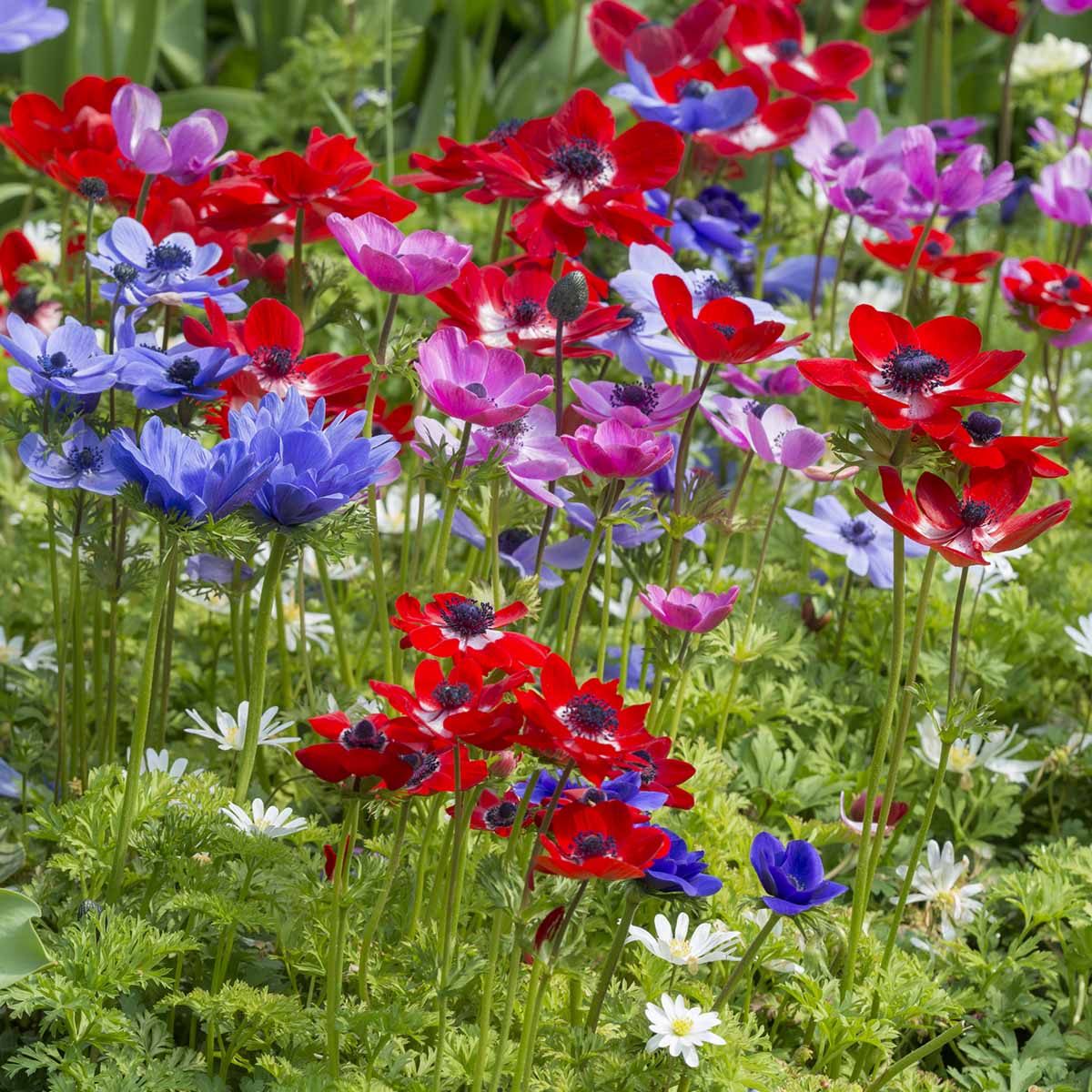 Anemone coronaria De Caen - Summer special bulbs - Fluwel