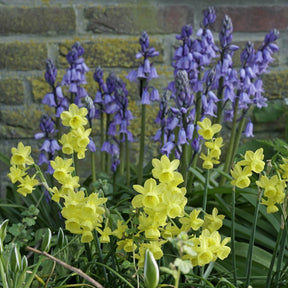 Angel's Breath - Narcissus - Fluwel