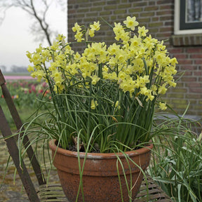 Angel's Breath - Narcissus - Fluwel