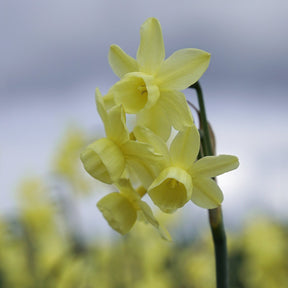 Angel's Breath - Narcissus - Fluwel