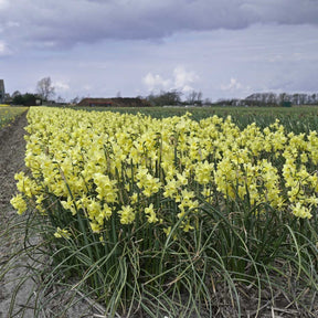 Angel's Breath - Narcissus - Fluwel