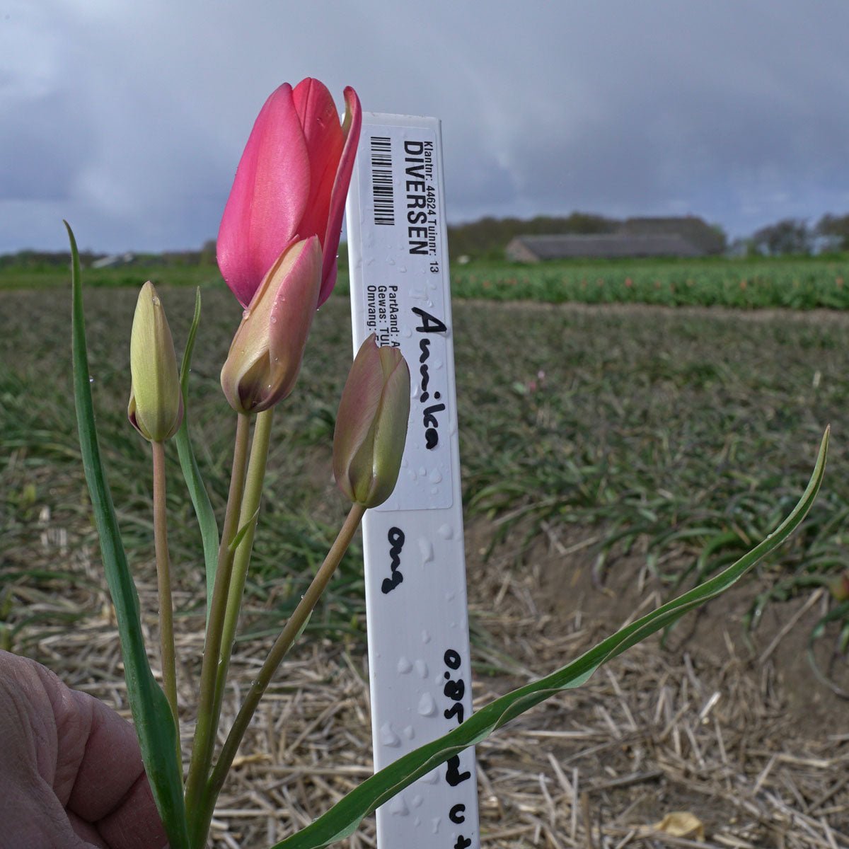 Annika - Tulips - Fluwel