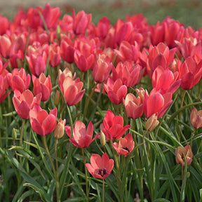 Annika - Tulips - Fluwel