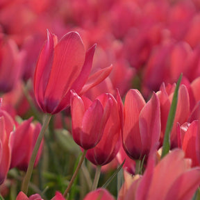 Annika - Tulips - Fluwel