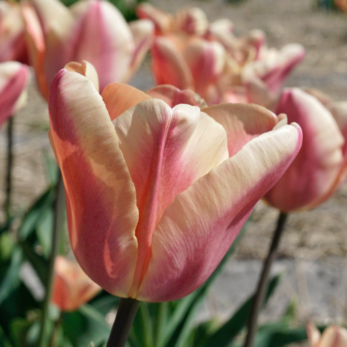 Apricot Foxx - Tulips - Fluwel