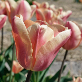 Apricot Foxx - Tulips - Fluwel