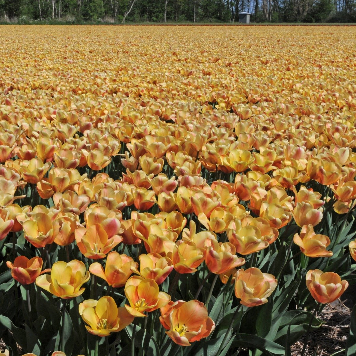 Apricot Foxx - Tulips - Fluwel