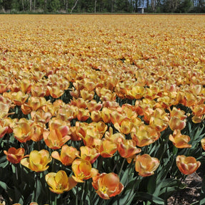 Apricot Foxx - Tulips - Fluwel