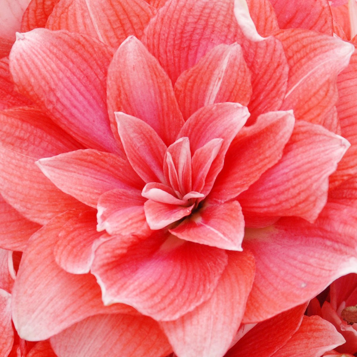 Amaryllis Double Dream - roze amaryllis - Fluwel