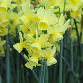 Narcissus Angel's Breath