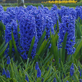 Hyacinthus Blue Jacket