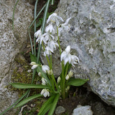 Scilla siberica Alba