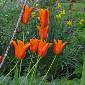Ballerina - Tulips - Fluwel