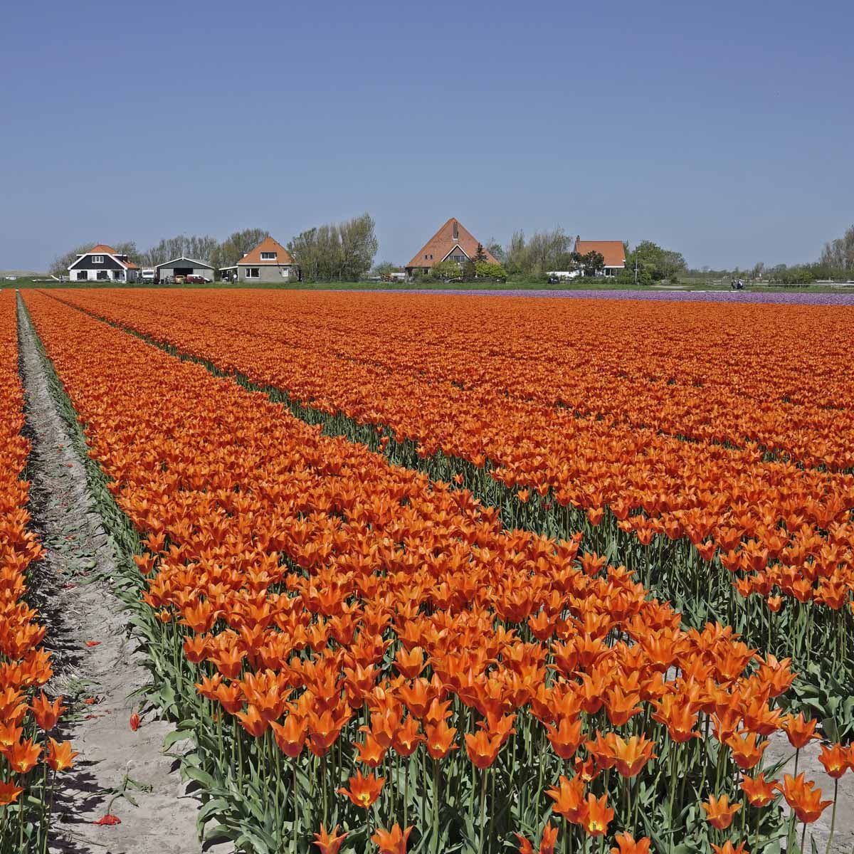 Ballerina - Tulips - Fluwel