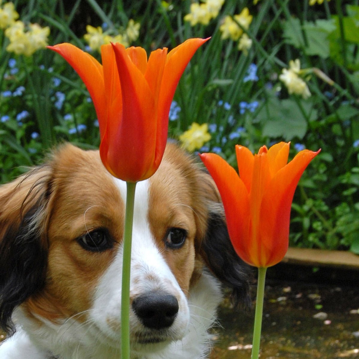 Ballerina - Tulips - Fluwel