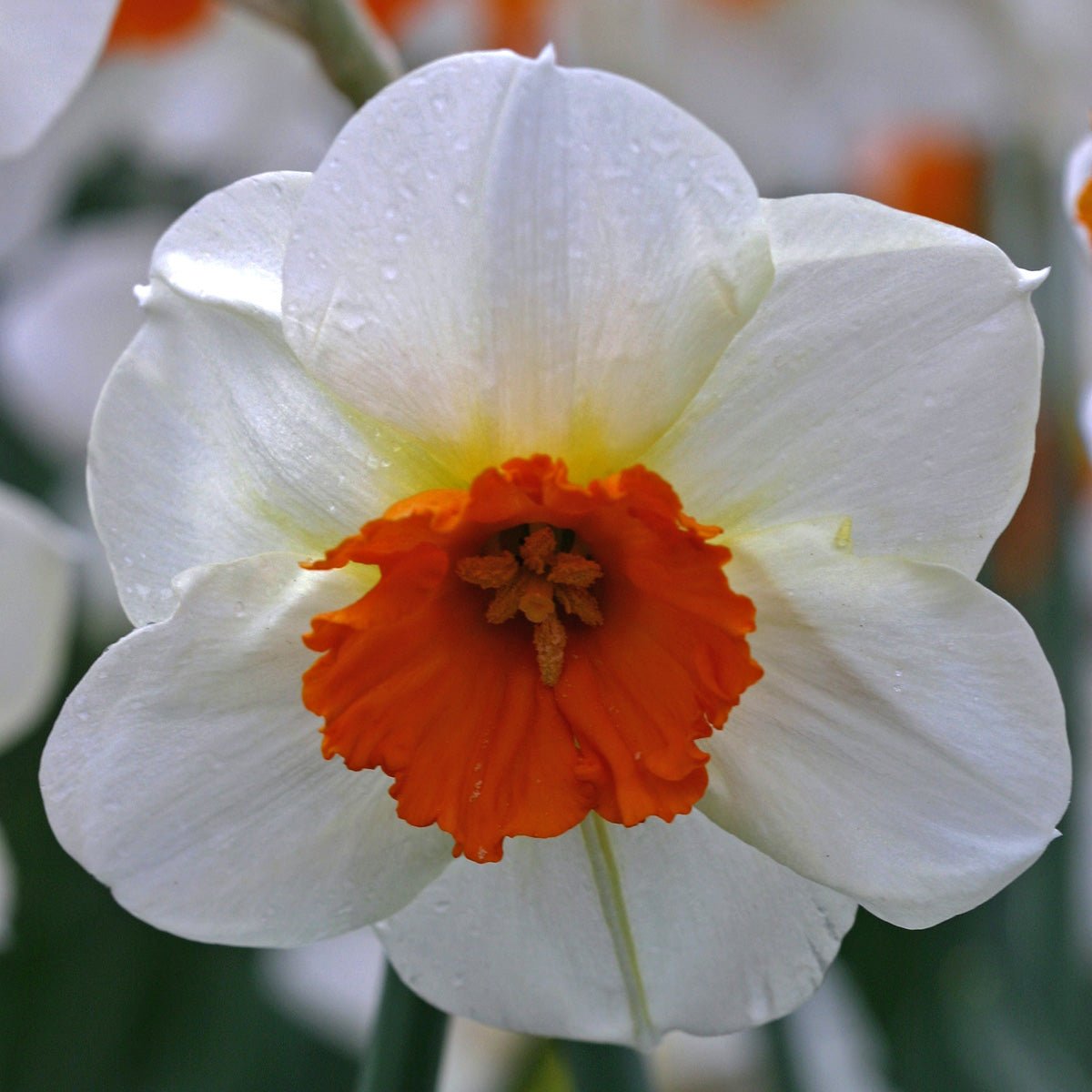 Barret Browning - Narcissus - Fluwel