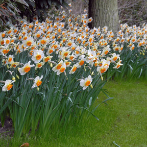 Barret Browning - Narcissus - Fluwel