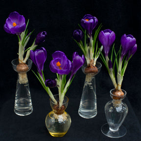 Crocus vernus Flower Record