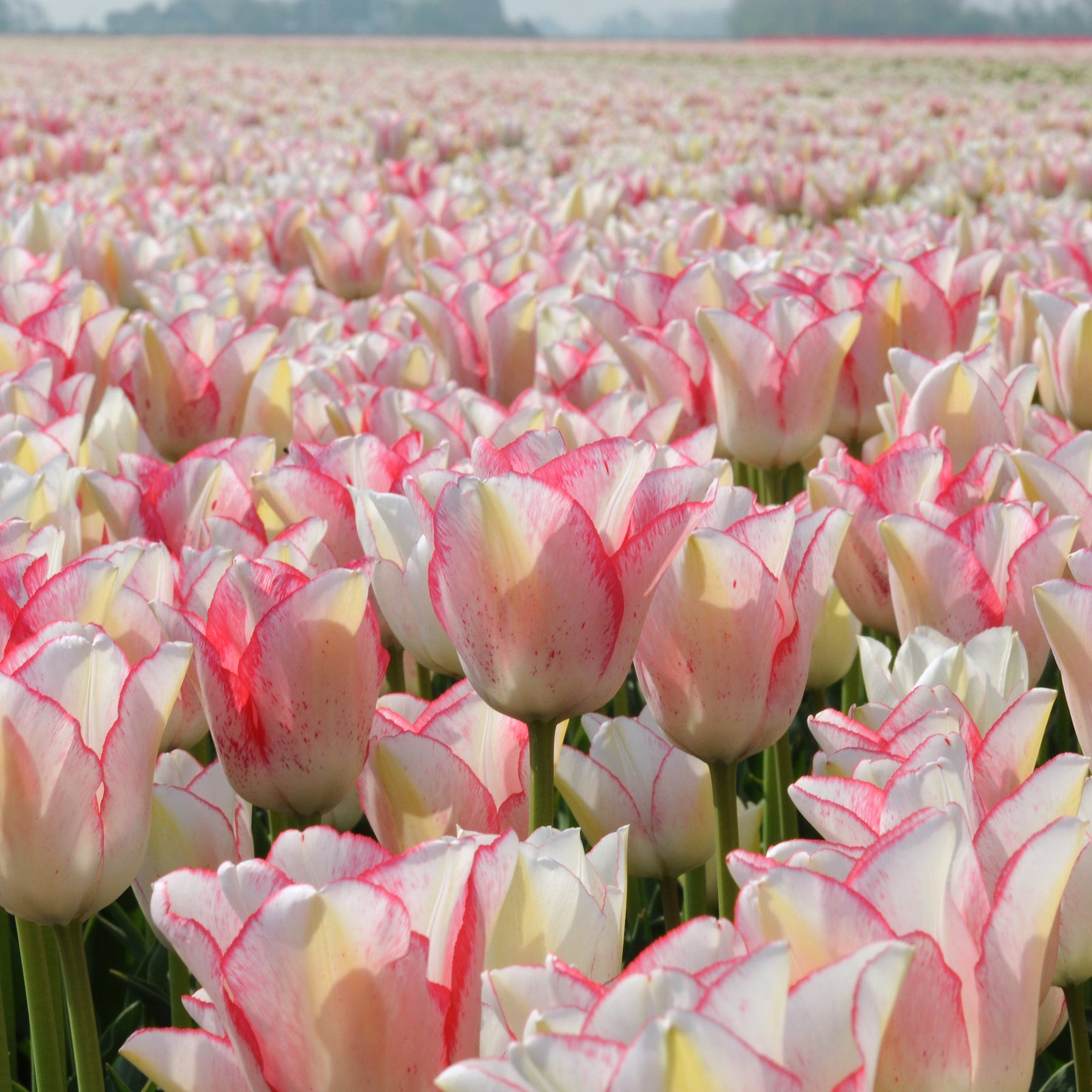 Beauty Trend - Tulips - Fluwel