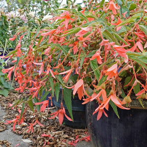 Begonia boliviensis San Francisco - Begonias - Fluwel