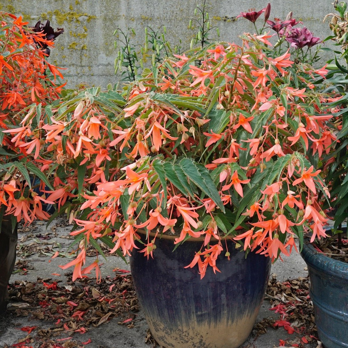Begonia boliviensis San Francisco - roze begonia - Fluwel