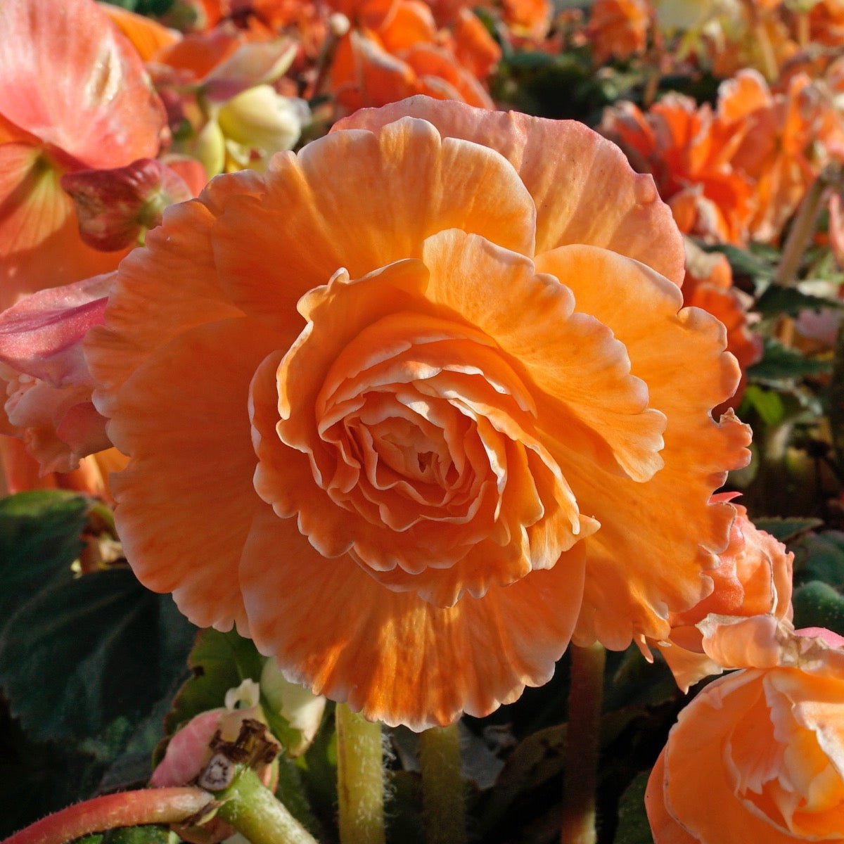 Begonia Lace Picotee Apricot - meerkleurige begonia - Fluwel