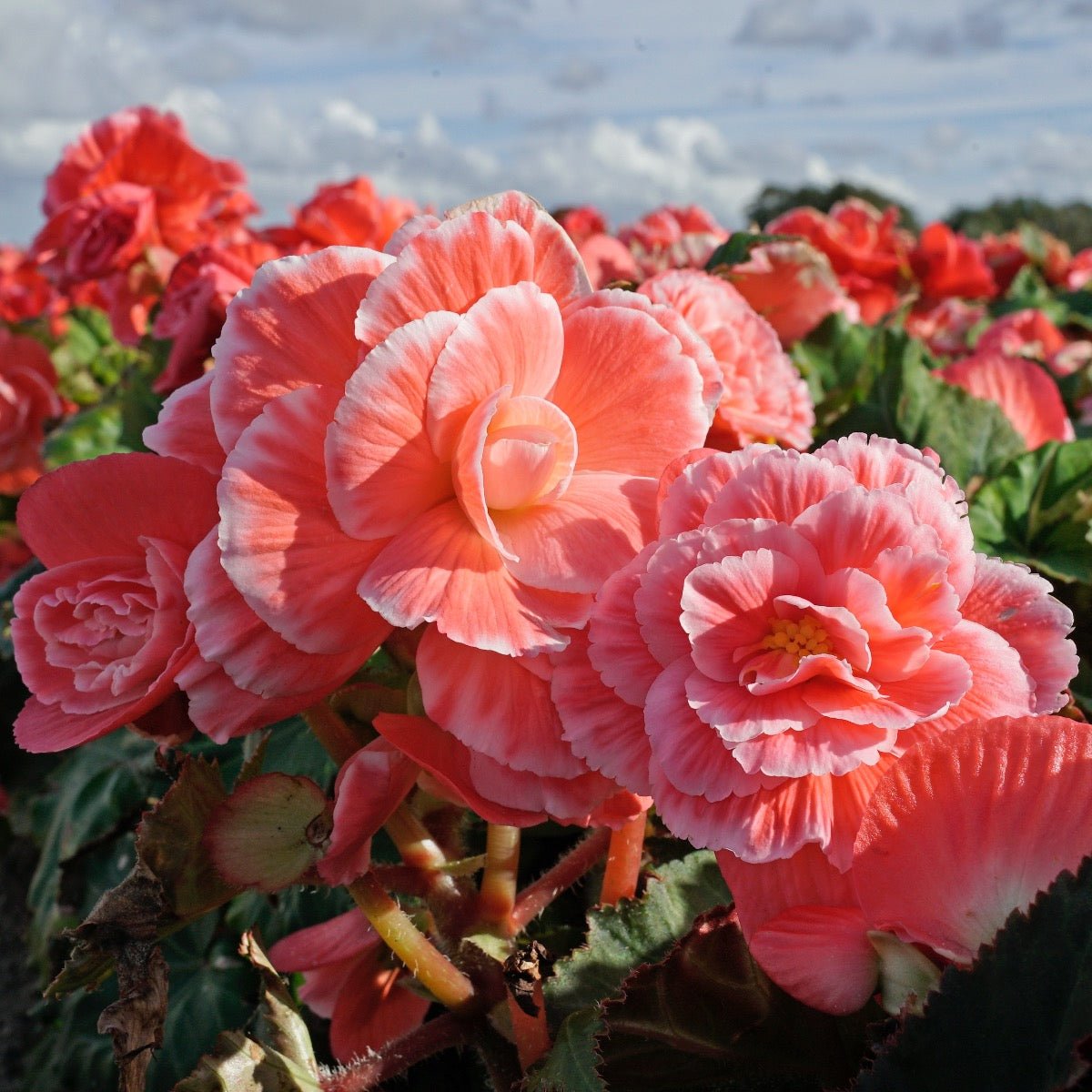 Begonia Lace Picotee Pink - meerkleurige begonia - Fluwel