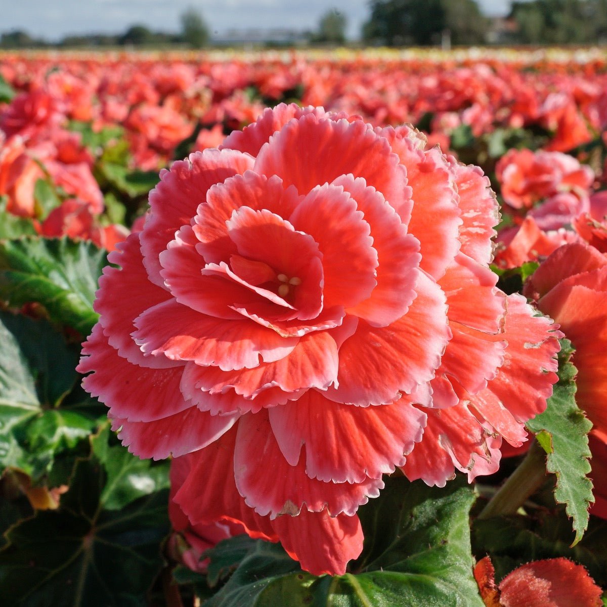 Begonia Lace Picotee Pink - meerkleurige begonia - Fluwel