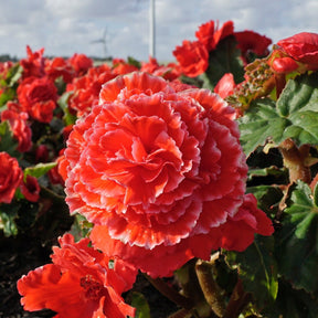 Begonia Lace Picotee Red - Begonias - Fluwel